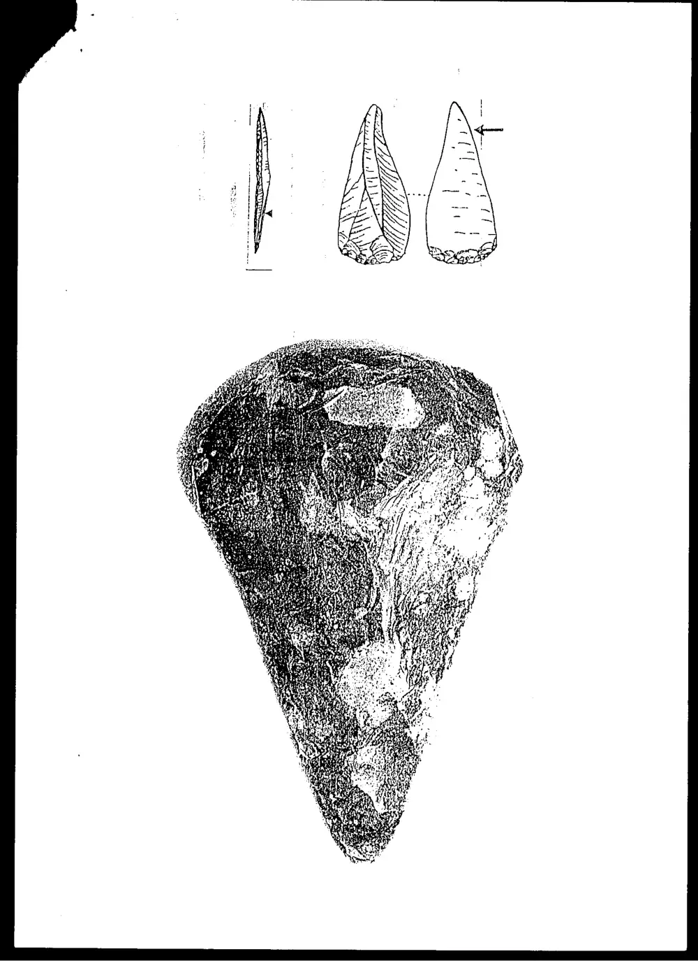 AROL 213 Final, Fall 1995, page 2