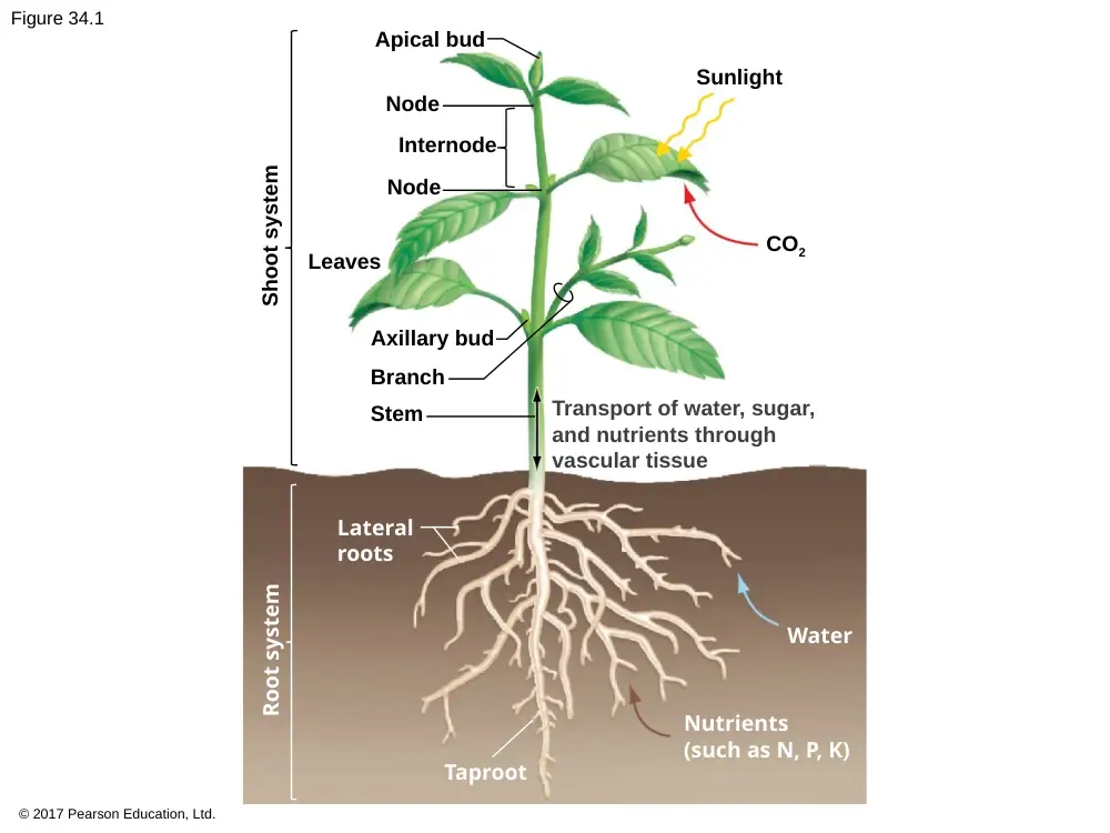 BIO 202 Chapter 34, Spring 2018, page 7