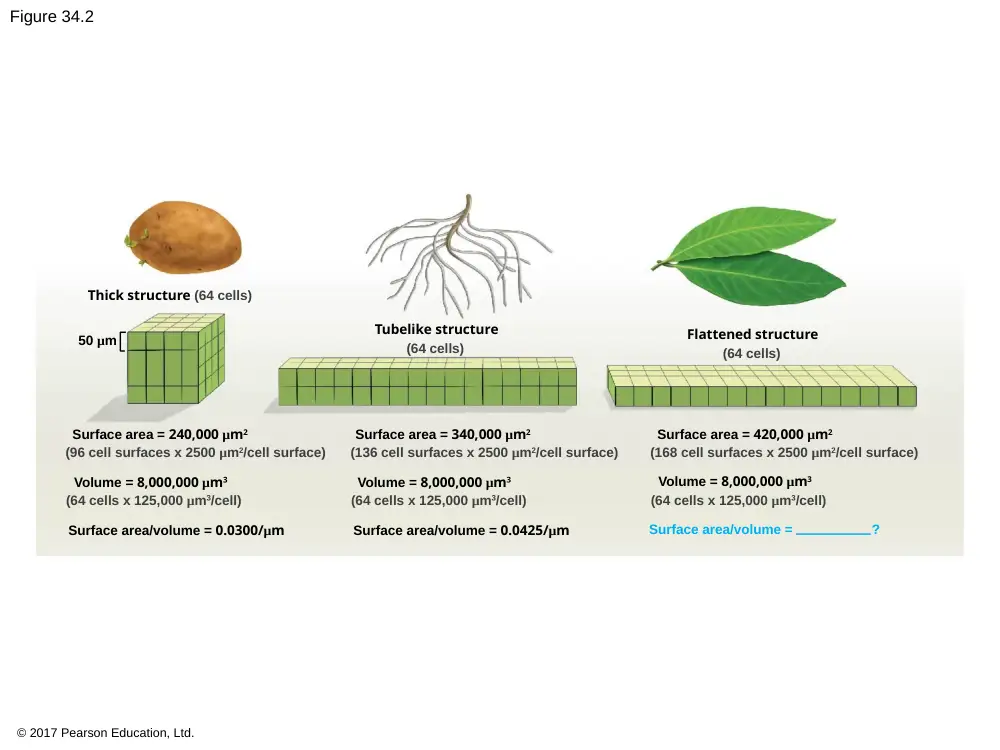 BIO 202 Chapter 34, Spring 2018, page 9