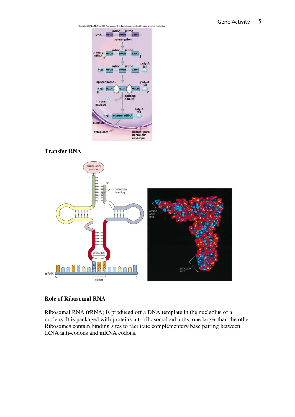 BIO 101 Lecture 101, Fall 2017, page 5