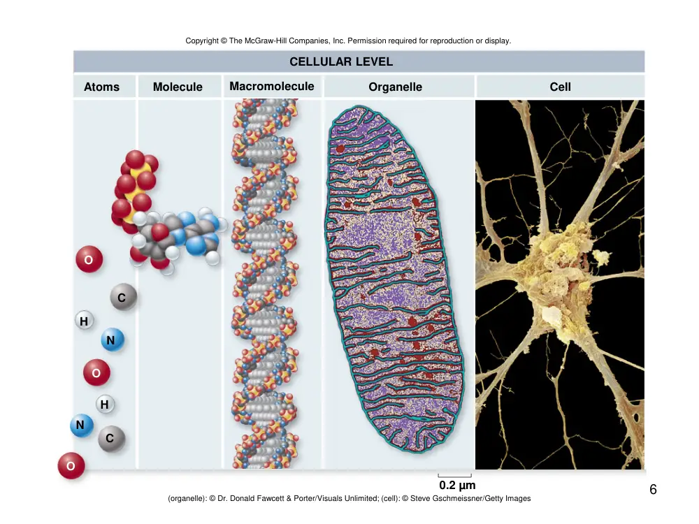 BIO 211 Chapter 1, Fall 2018, page 6