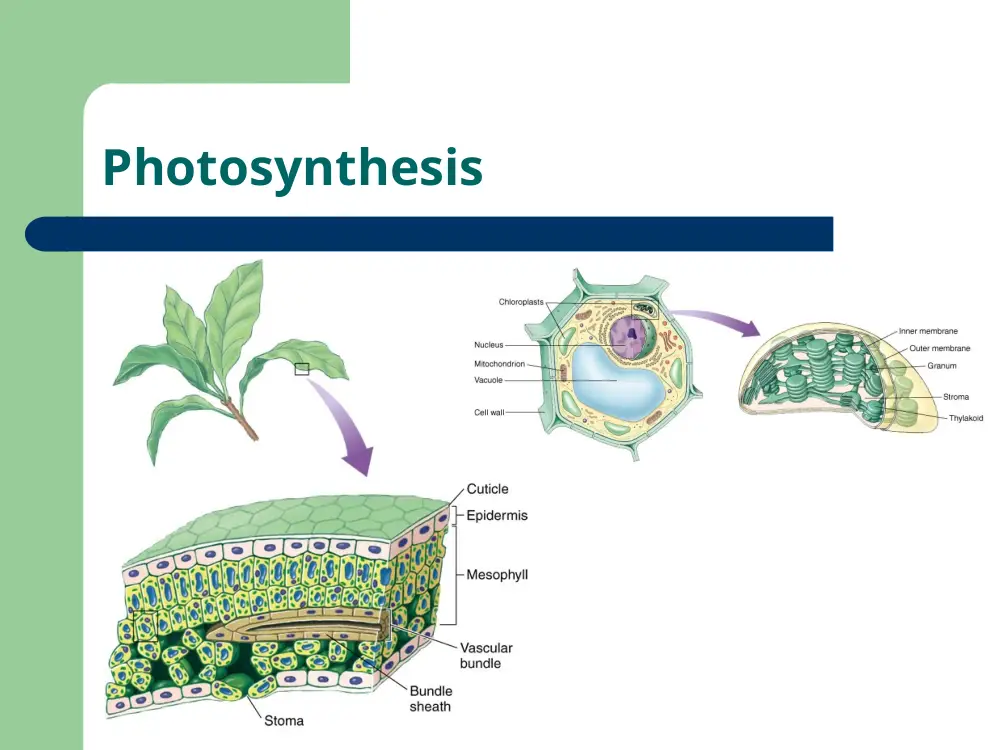 BIO 200 Chapter 7, Fall 2015, page 2