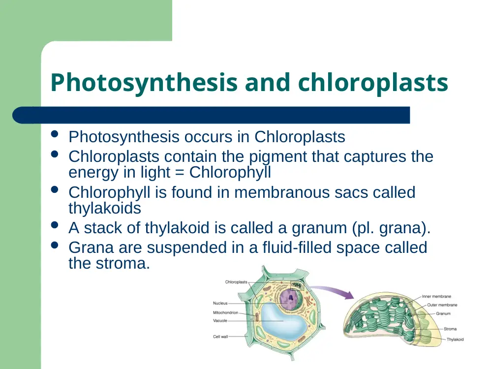 BIO 200 Chapter 7, Fall 2015, page 4