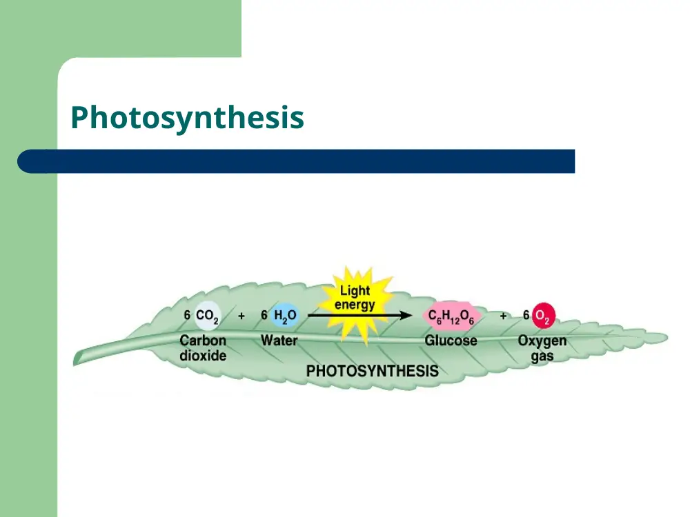 BIO 200 Chapter 7, Fall 2015, page 5