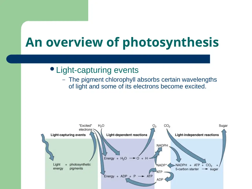 BIO 200 Chapter 7, Fall 2015, page 6