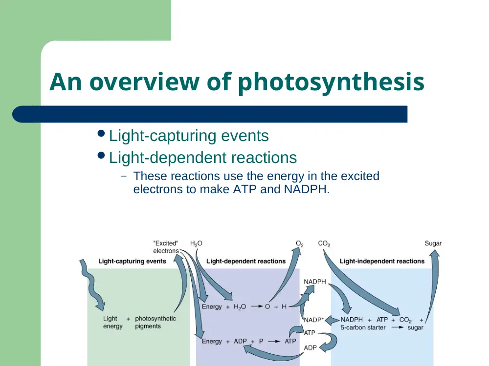 BIO 200 Chapter 7, Fall 2015, page 7